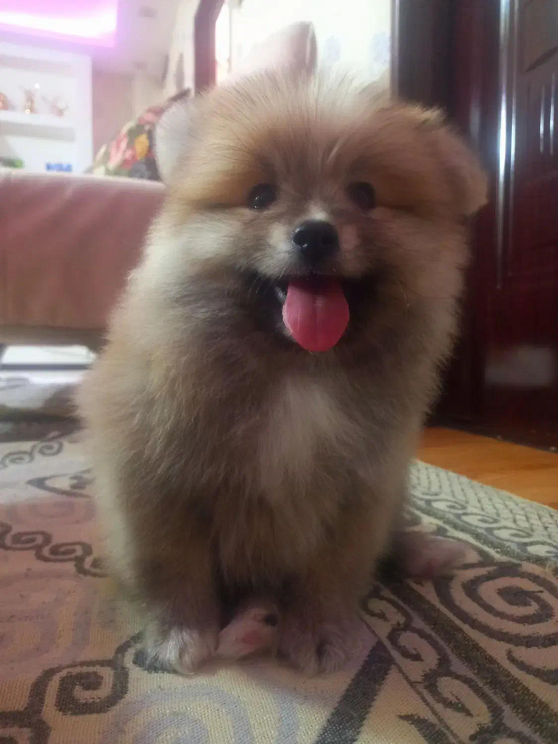 ۲عدد توله پامر خرسی بسیار خوشگل ناز فوری|سگ|فردیس, شهرک ۱۱۰|دیوار