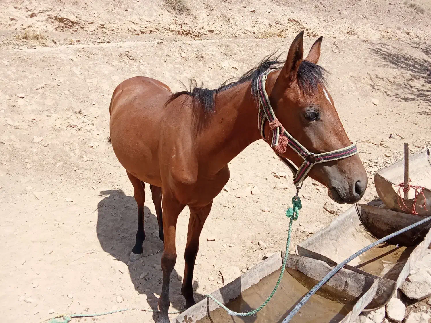 اسب ترکمن|اسب و تجهیزات اسب‌سواری|سنندج, |دیوار