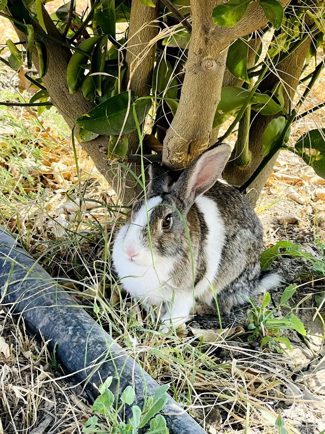 خرگوش|موش و خرگوش|دوگنبدان, |دیوار