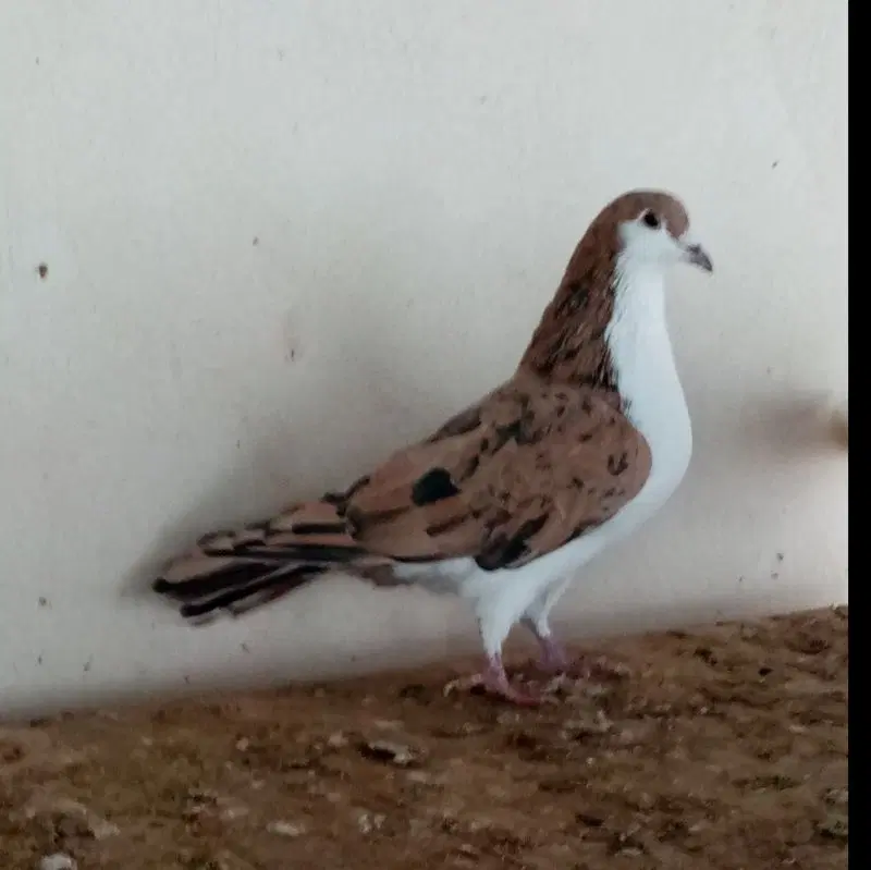 رنگه|پرنده|مشهد, گاز|دیوار