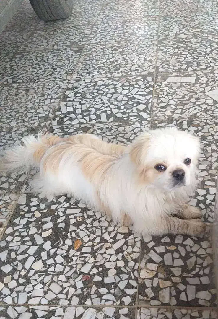 گمشده|حیوانات|بابل, |دیوار