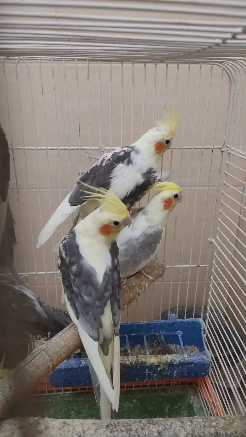 عروس هلندی|پرنده|تهران, بریانک|دیوار