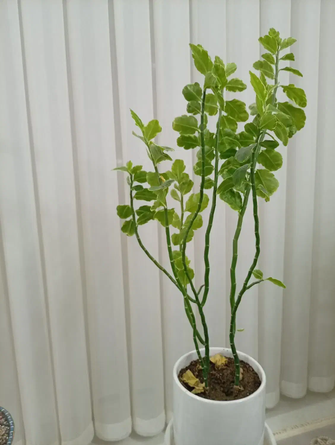 گل ها|گل و گیاه طبیعی|سبزوار, طبرسی (جعفرآباد)|دیوار