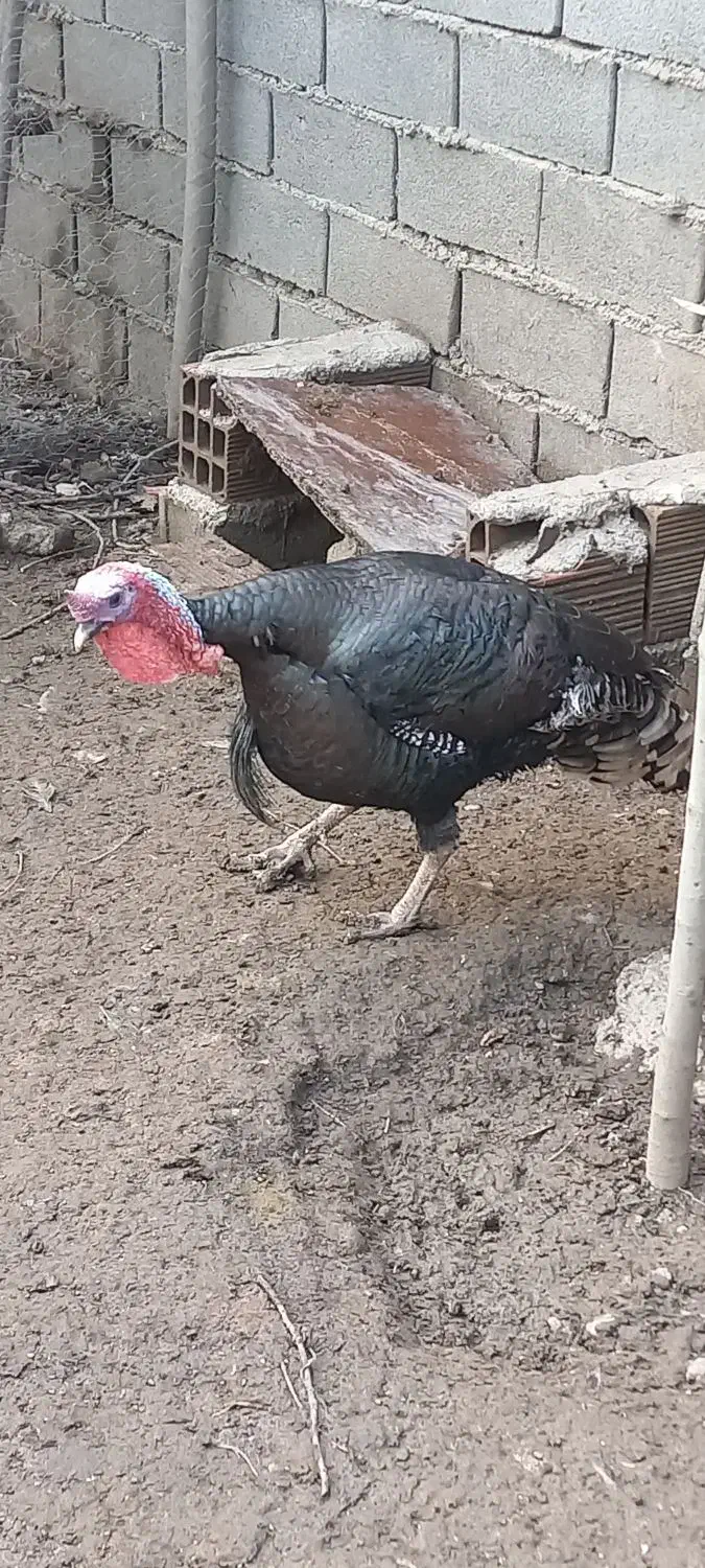 بوقلمون نر و ماده|حیوانات مزرعه|گرگان, |دیوار