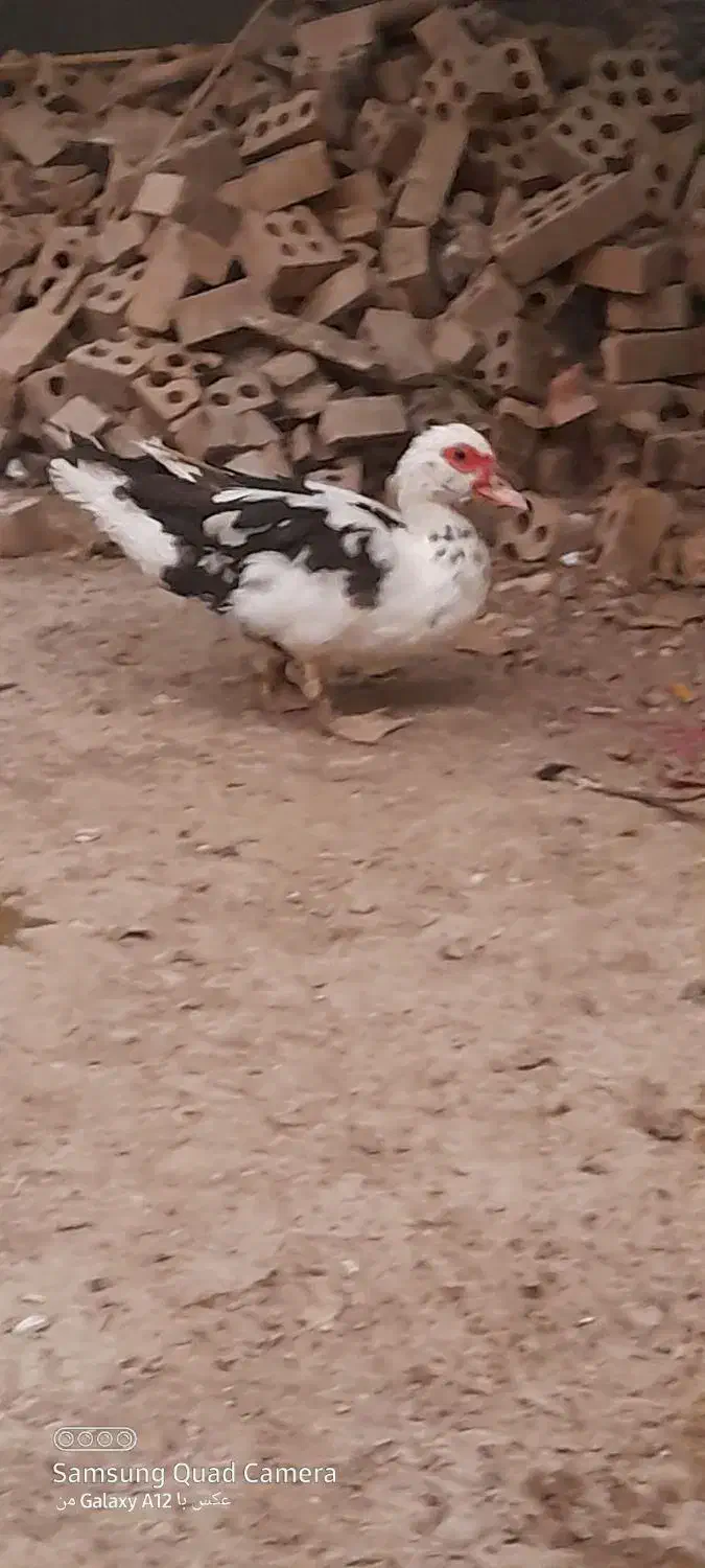 اردک اسرائیلی ماده|حیوانات مزرعه|گنبد کاووس, |دیوار