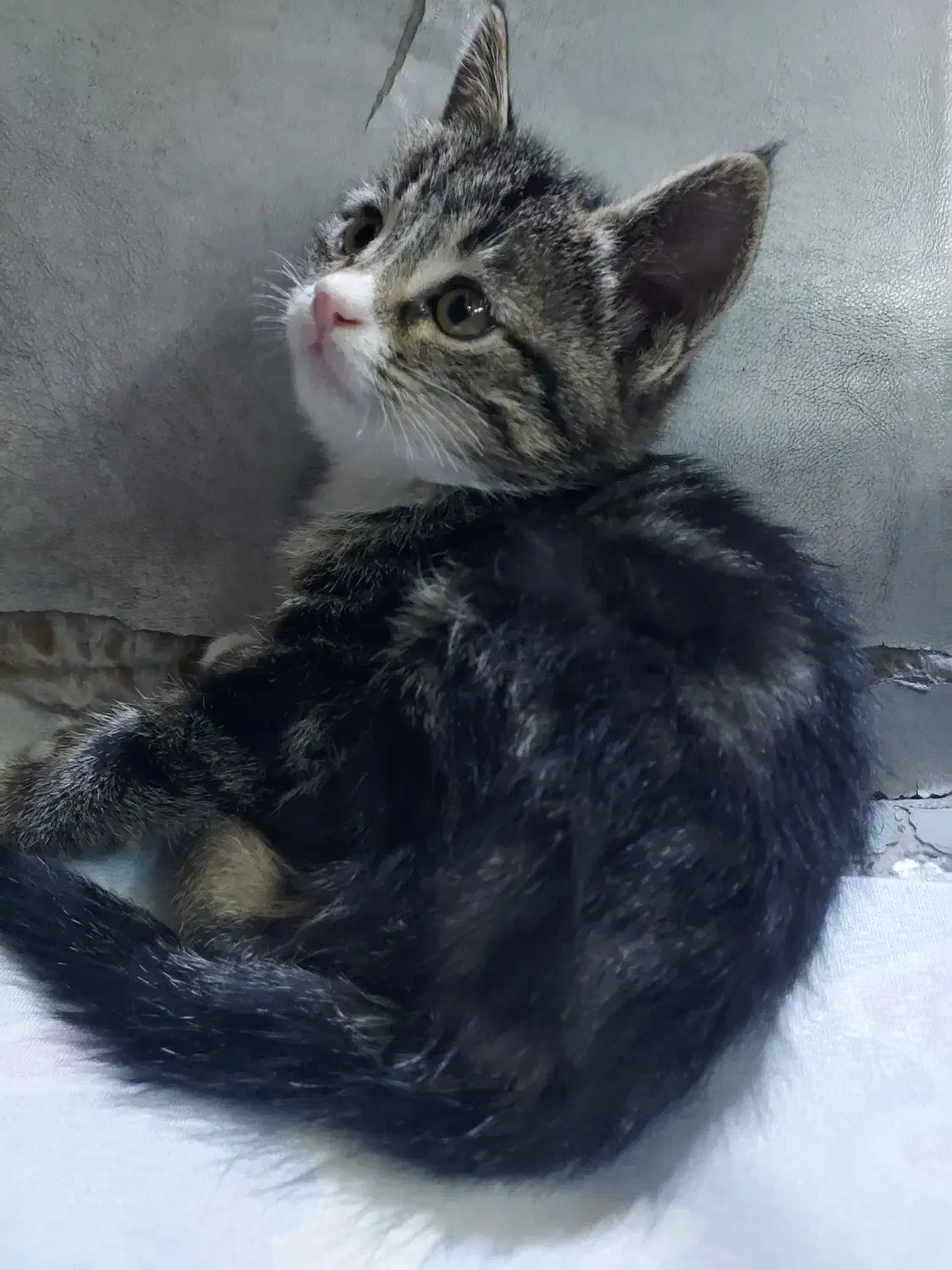 گربه dsh|گربه|مشهد, شهرک لشکر (شهرک غرب)|دیوار