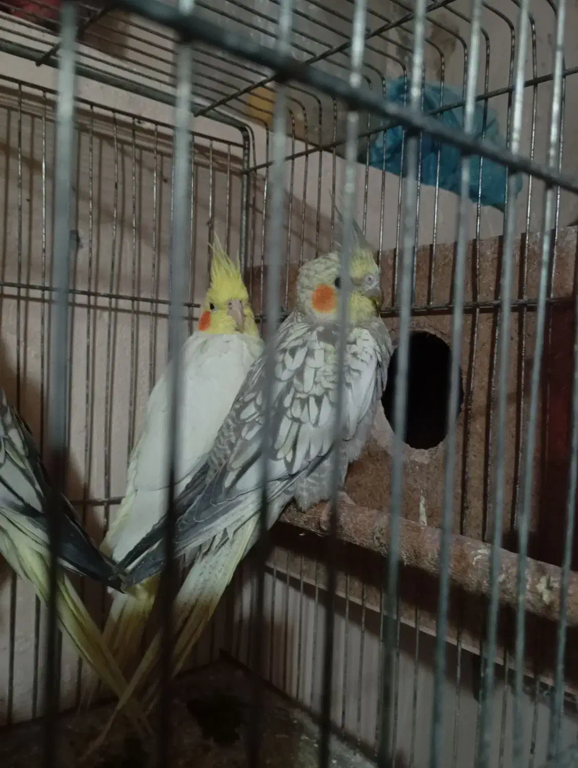 جفت عروس لوتینو گلباقالی مولد|پرنده|میاندوآب, |دیوار