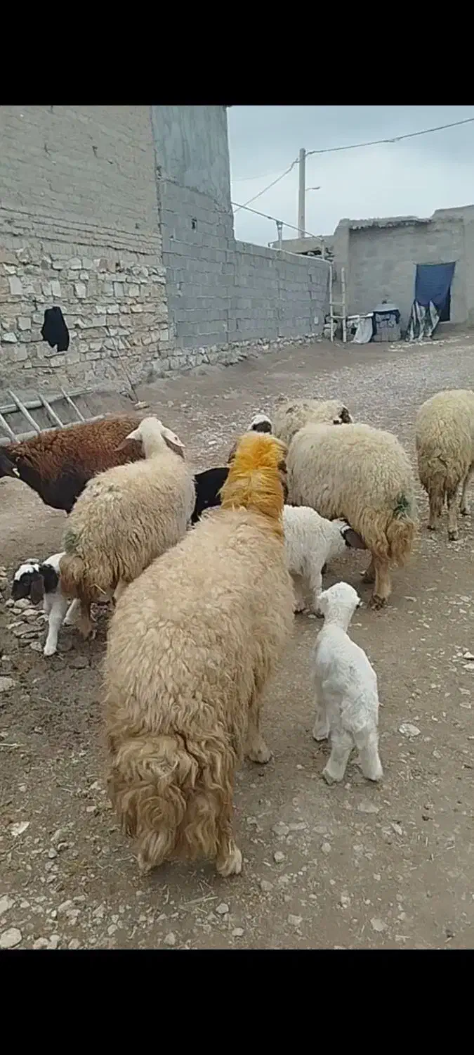فروش 7عدد میش بره جوان|حیوانات مزرعه|ماهیدشت, |دیوار