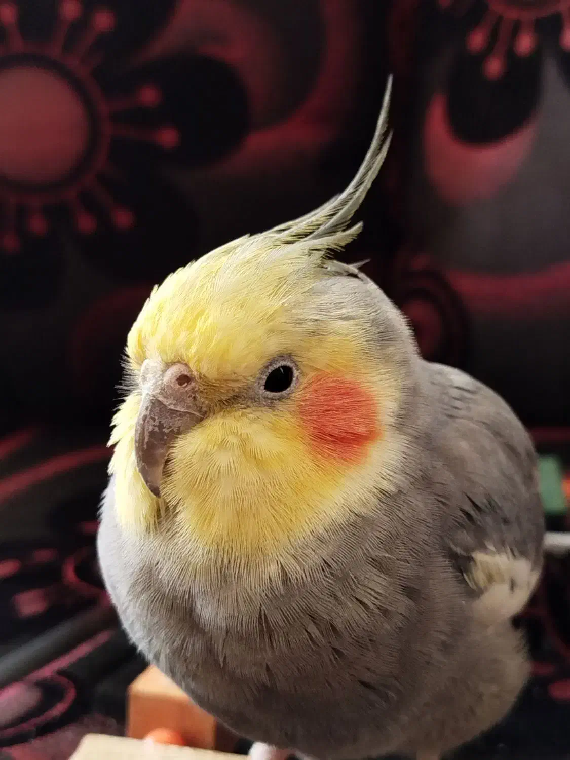 عروس هلندی بازیگوش|پرنده|خمین, |دیوار