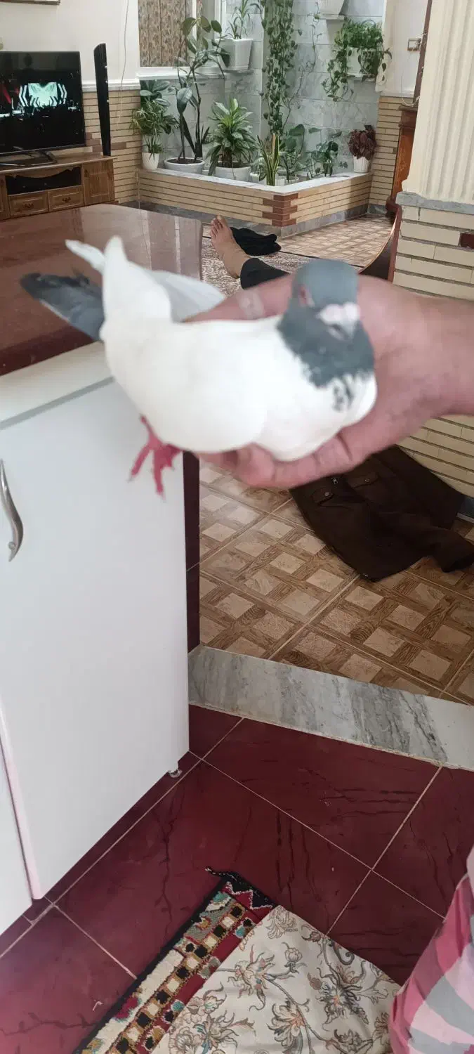 کبوتر دم افغانی|پرنده|کرمانشاه, |دیوار