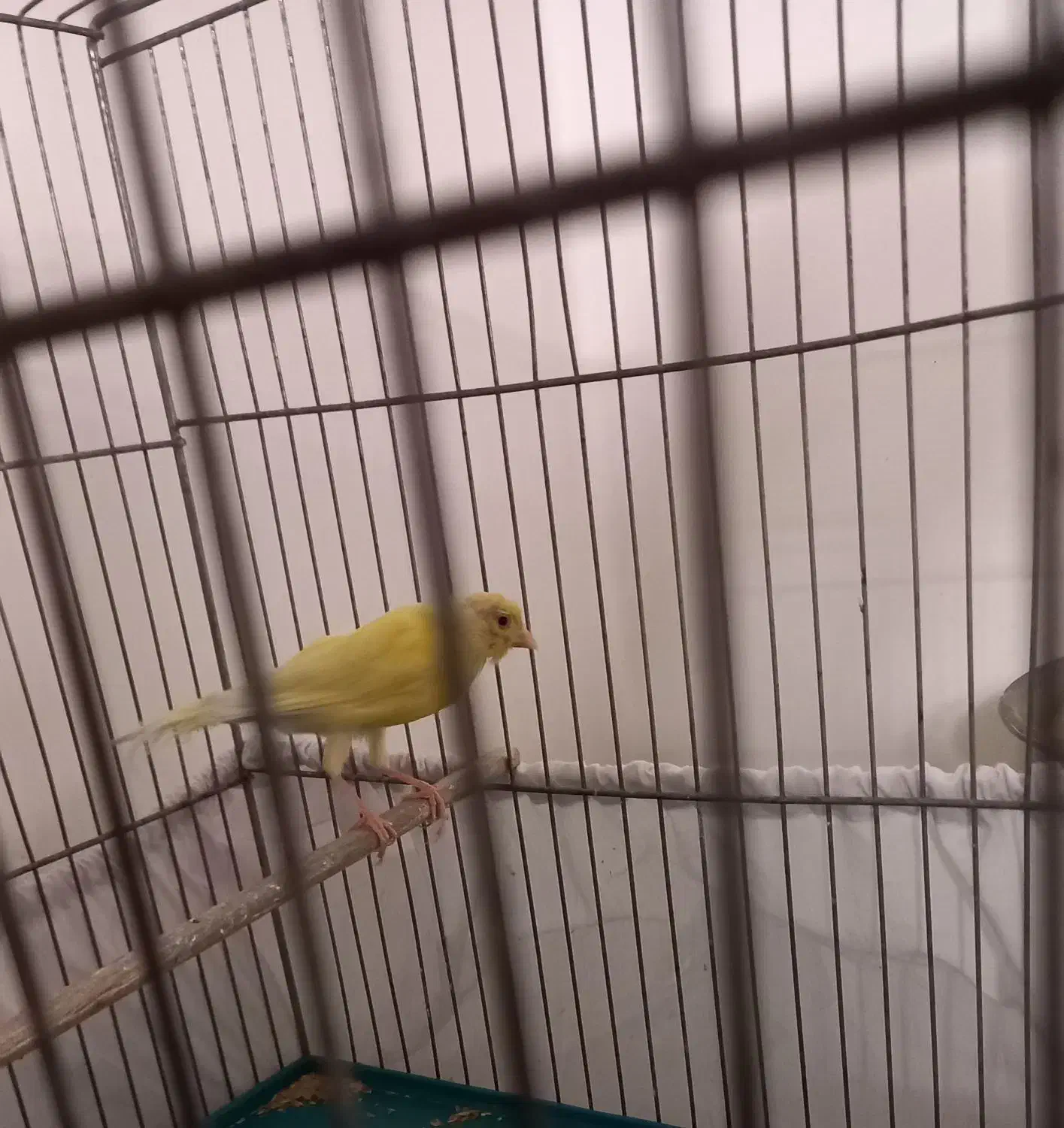 قناری زرد ماده اماده  معاوضه با قناری نر بخون|پرنده|تهران, اتابک|دیوار