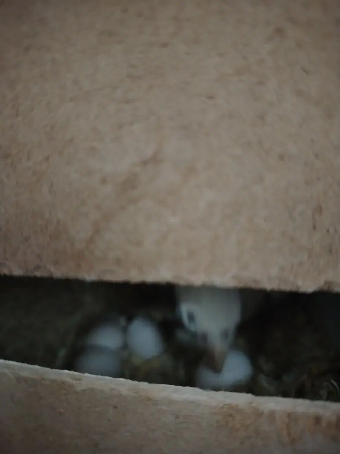 عروس هلندی سالم|پرنده|تربتحیدریه, آسایش|دیوار