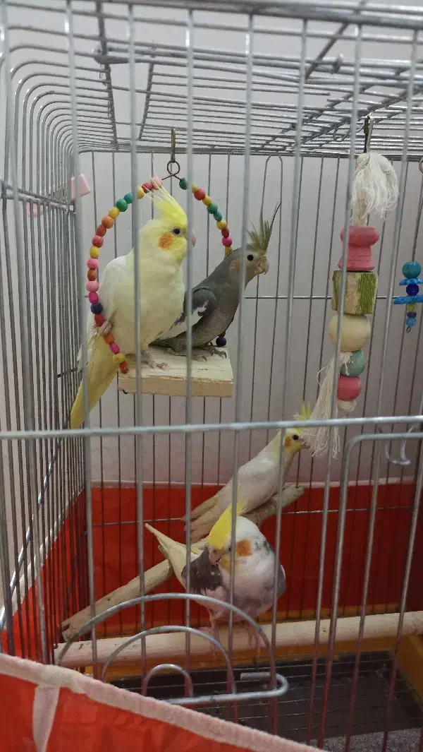 عروس هلندی مولد|پرنده|ماهدشت, |دیوار