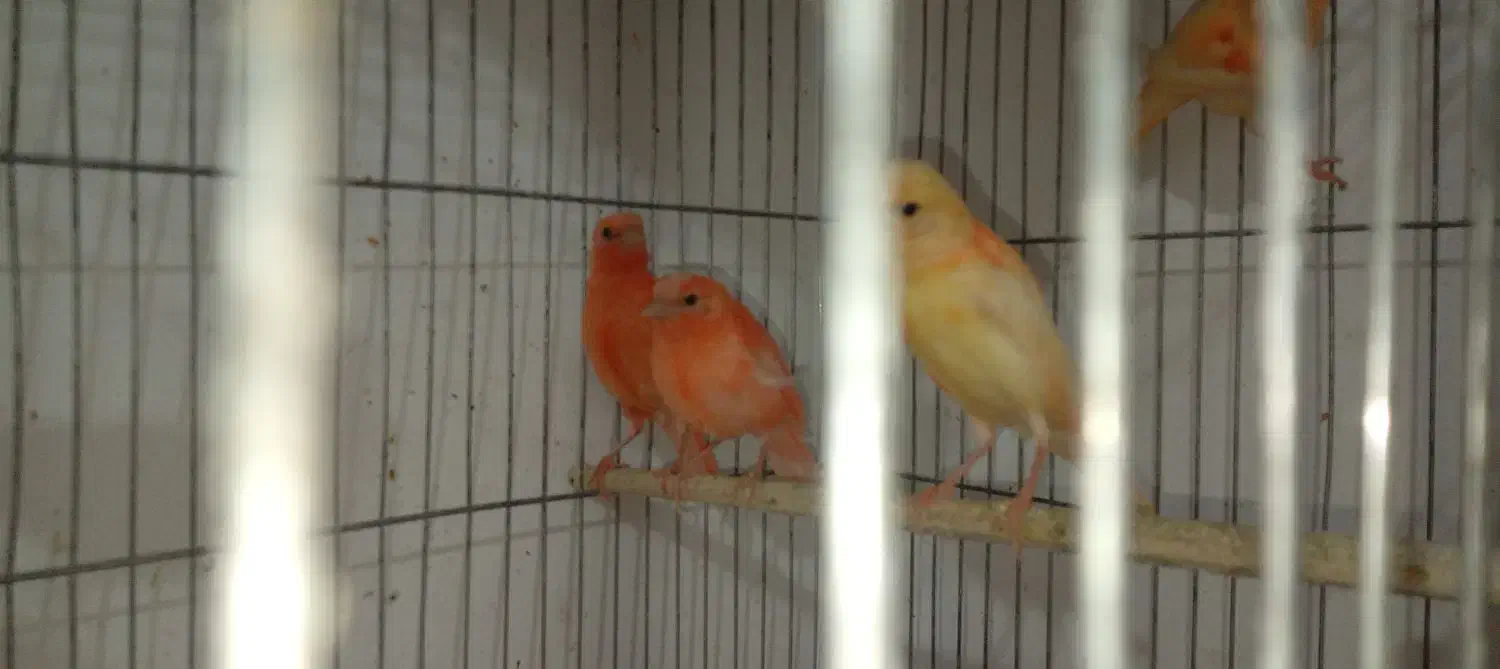 قناری سرخ ردفاکتور|پرنده|پلدختر, |دیوار