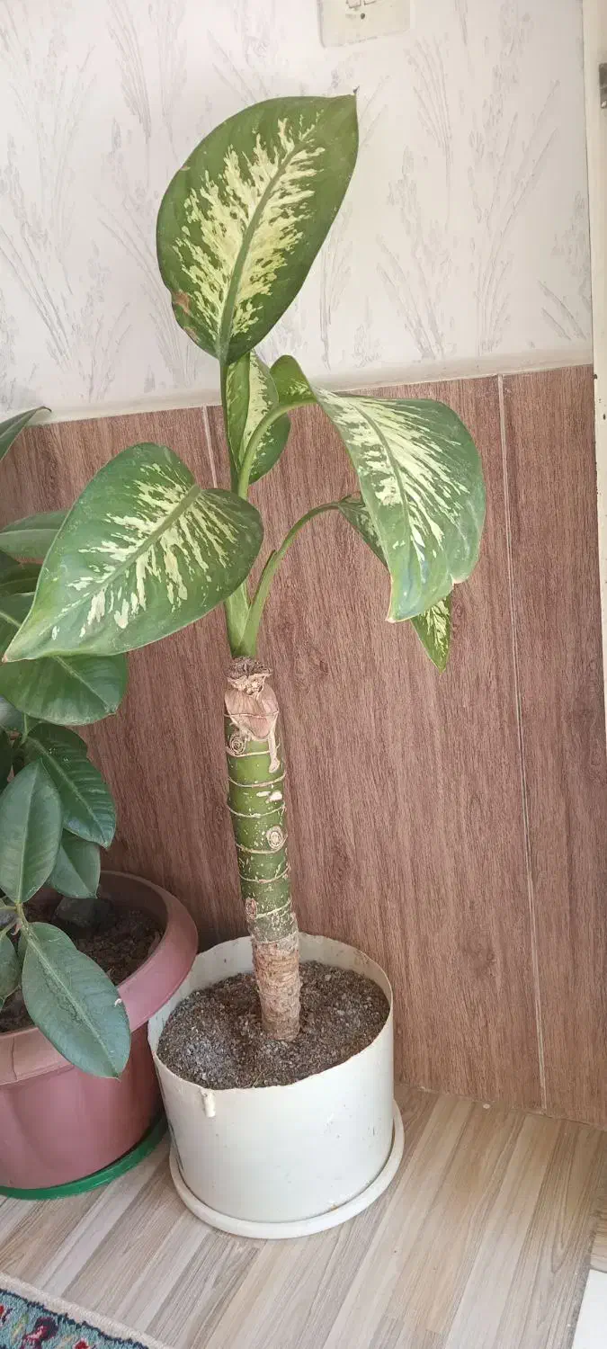 دیفن باخیا|گل و گیاه طبیعی|نورآباد, |دیوار