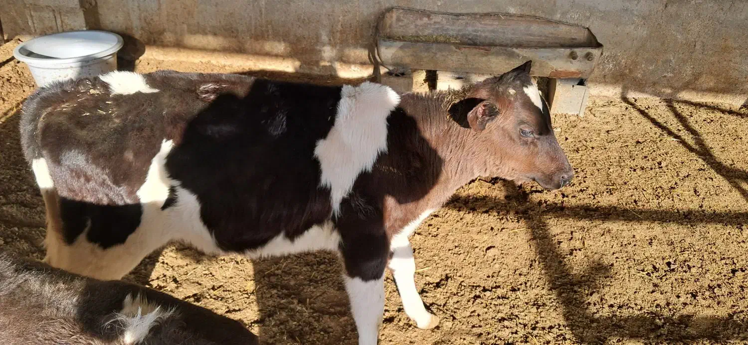 ۷عدد گوساله  ماده از شیر گرفته|حیوانات مزرعه|شاهرود, |دیوار
