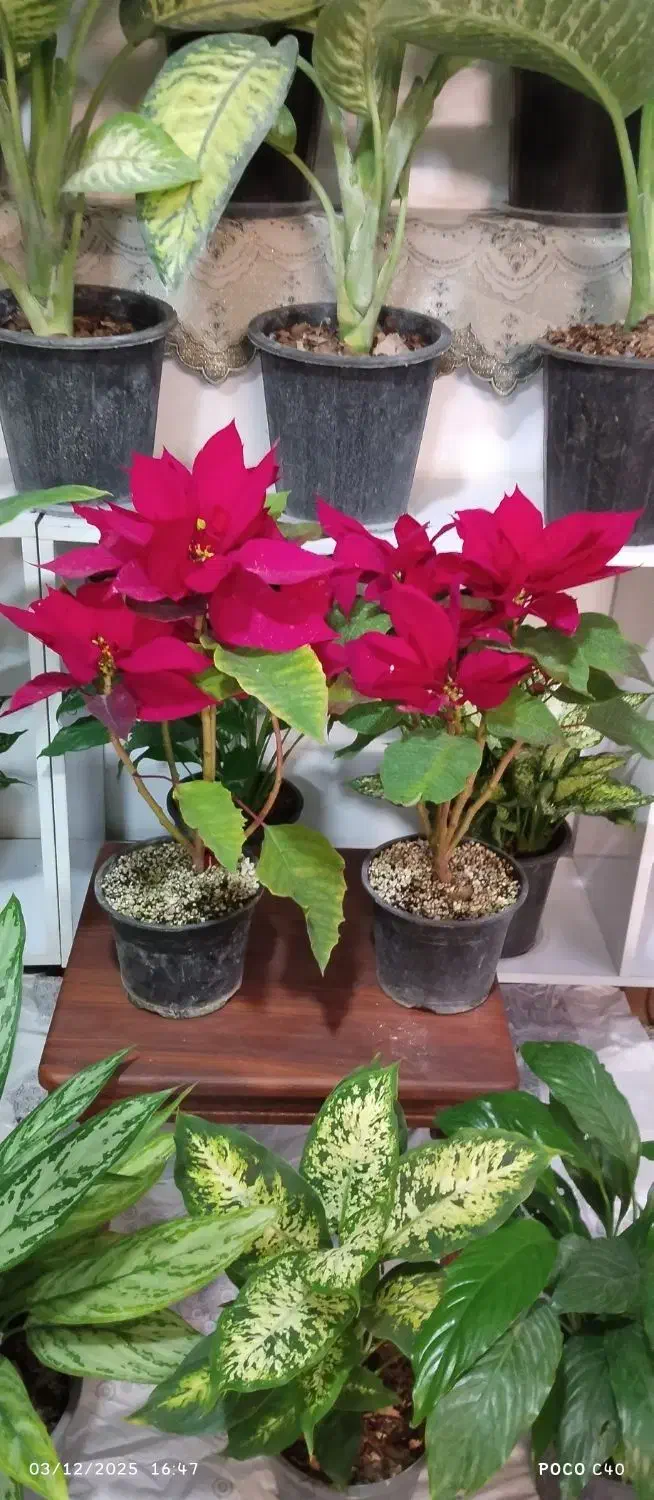 روز مادر گل ببر|گل و گیاه طبیعی|قم, زاد|دیوار