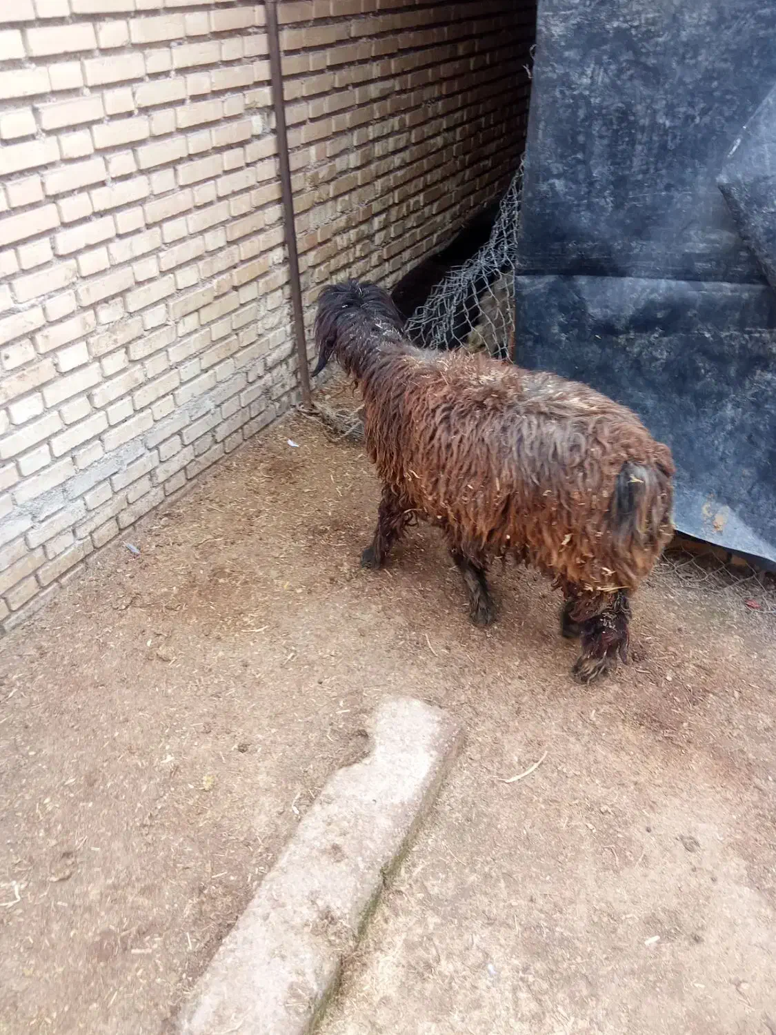 میش وکوه|حیوانات مزرعه|گتوند, |دیوار