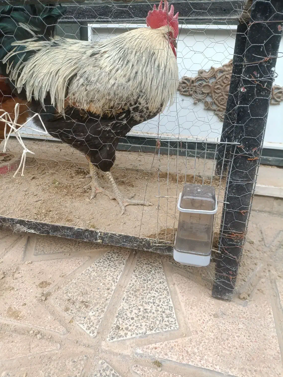 مرغ خروس محلی|حیوانات مزرعه|اسلامشهر, شهرک امام حسین (میان آباد)|دیوار