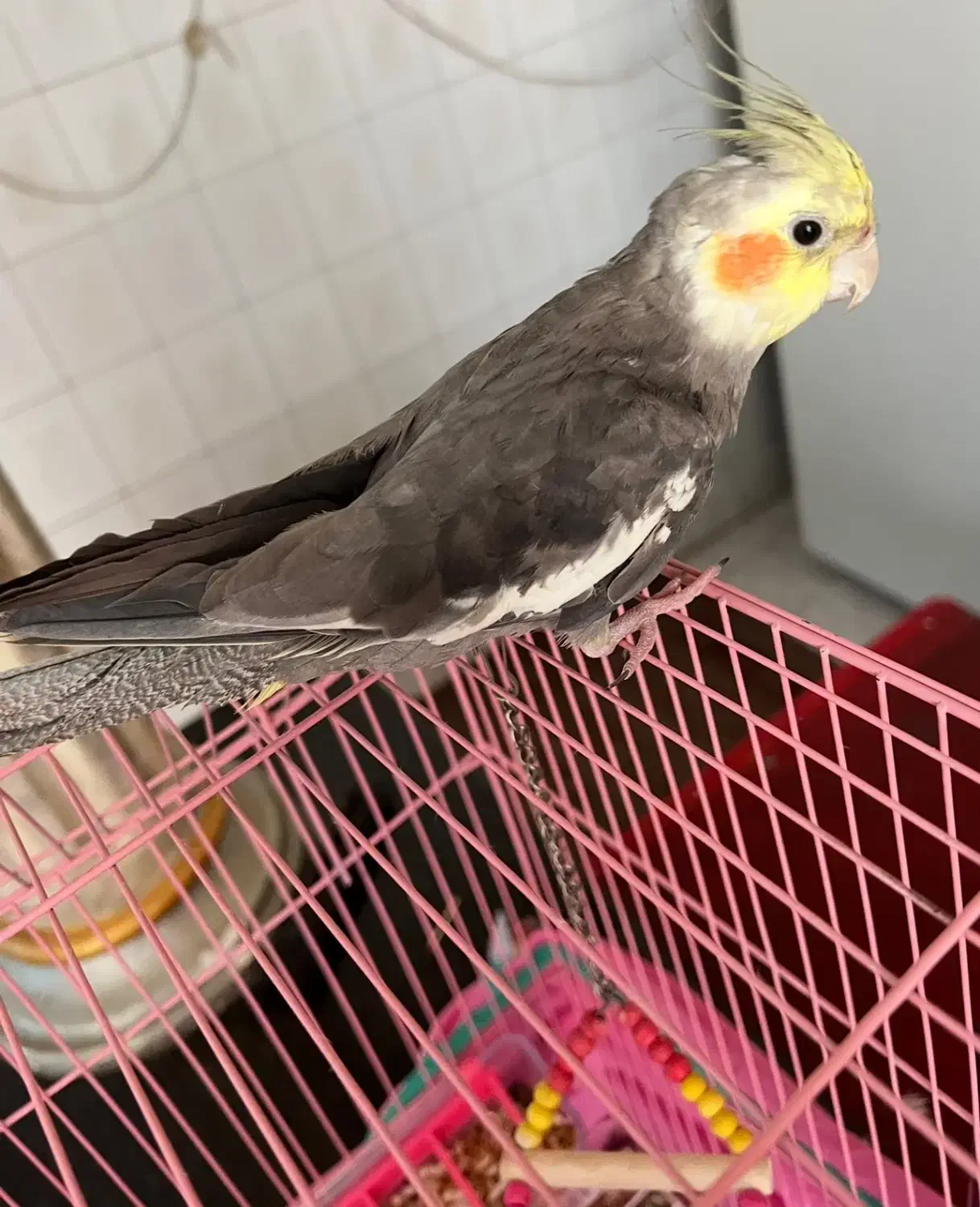 عروس هلندی|پرنده|بندرعباس, |دیوار