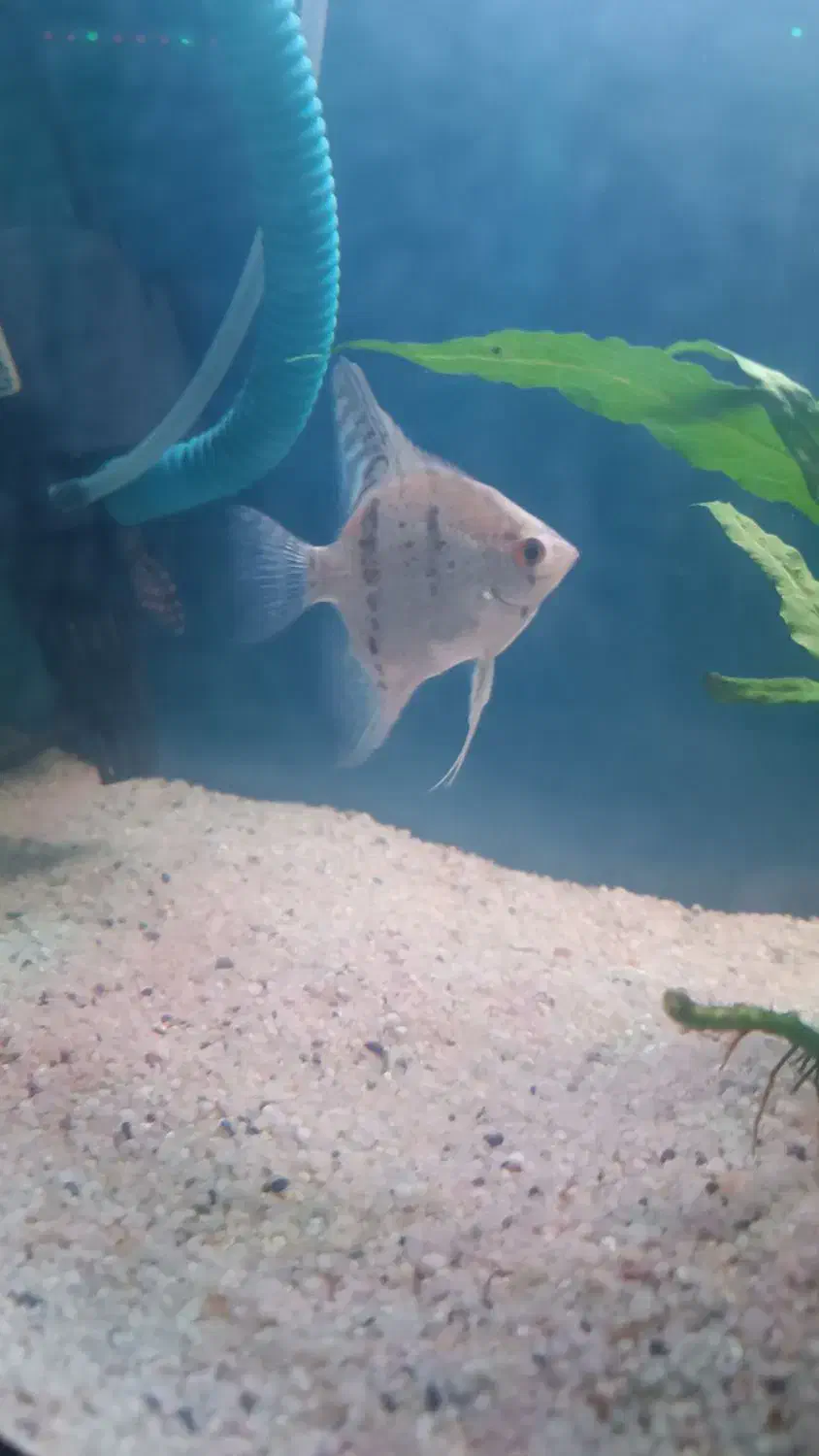 3عدد آنجل|ماهی|بندرعباس, |دیوار