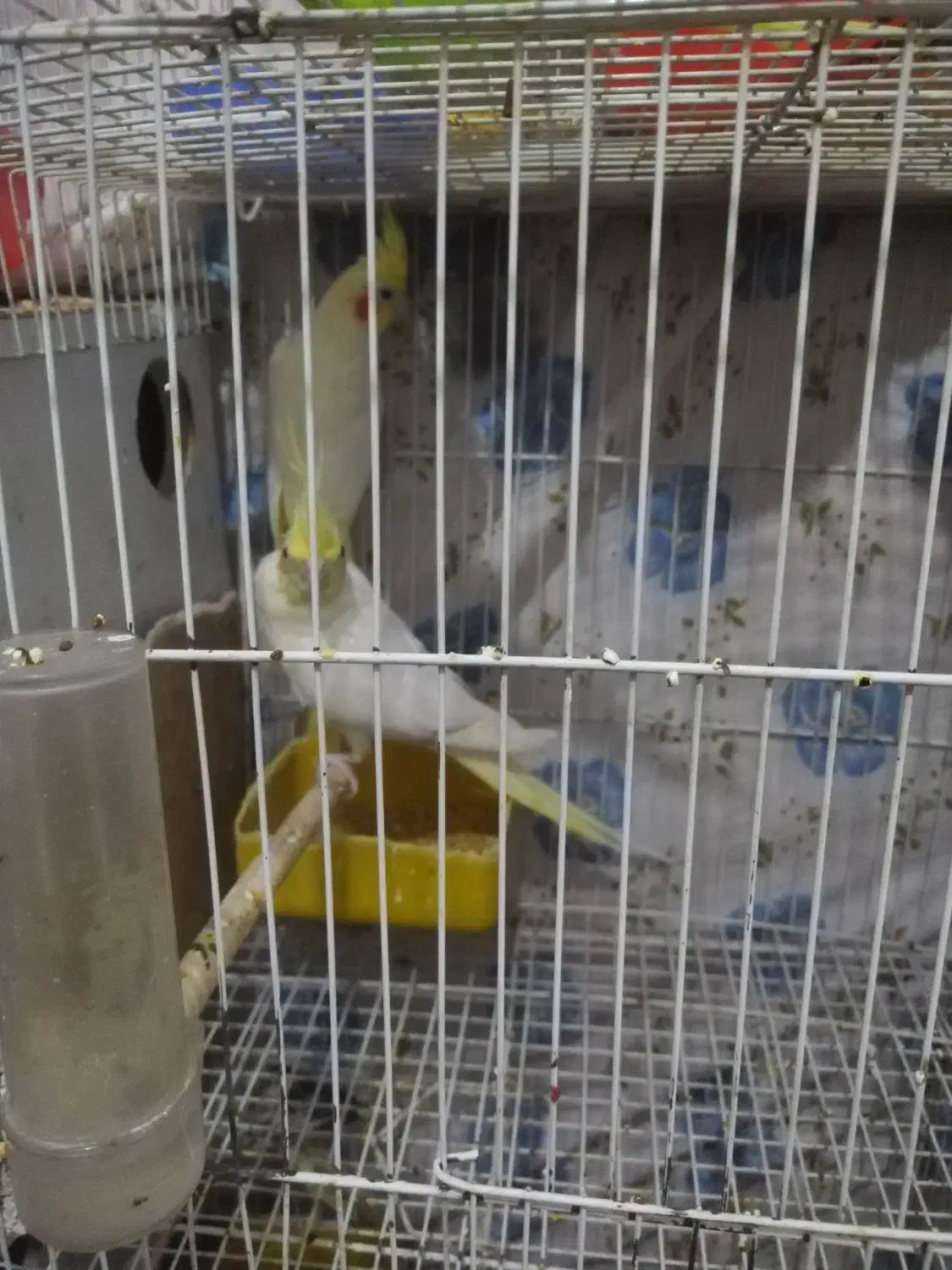 عروس هلندی جفت لوتینو کارداده نر صحبتی دستی|پرنده|تربتحیدریه, پائین ولایت|دیوار