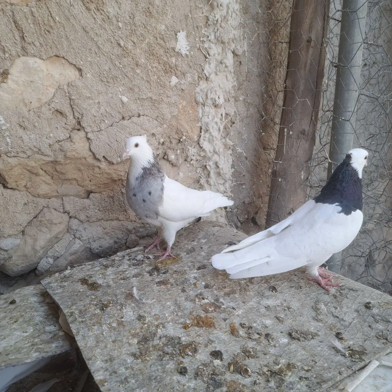 طوقی|پرنده|دهدشت, |دیوار