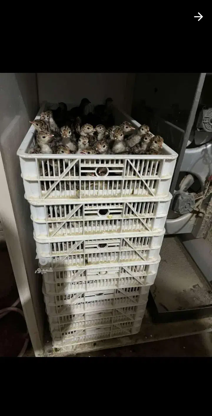 فروش جوجه یکروزه بوقلمون برنز سینه پهن سنگین وزن|حیوانات مزرعه|بابل, |دیوار