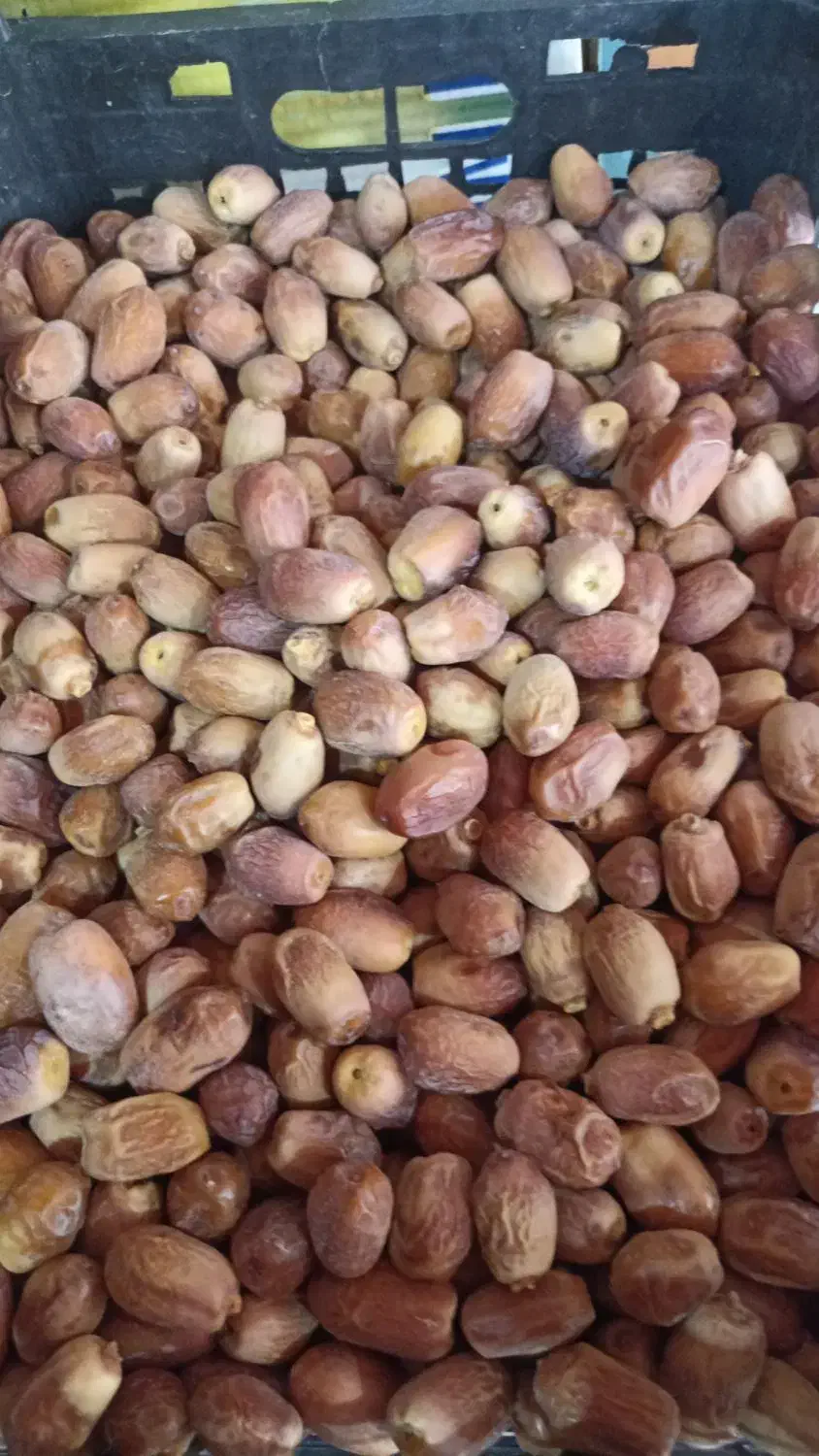 قصب زاهدی|خوردنی و آشامیدنی|شیراز, منطقه هوایی شهید دوران|دیوار