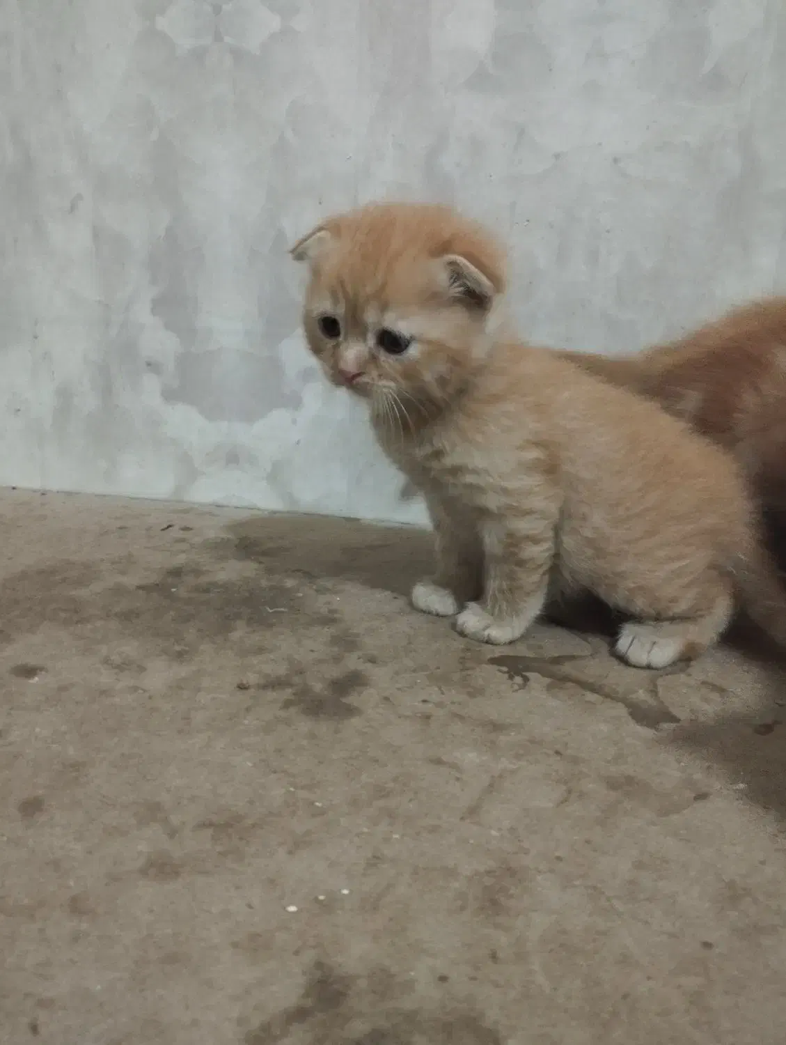 اسکاتیش و پرشین طلایی|گربه|تبریز, |دیوار