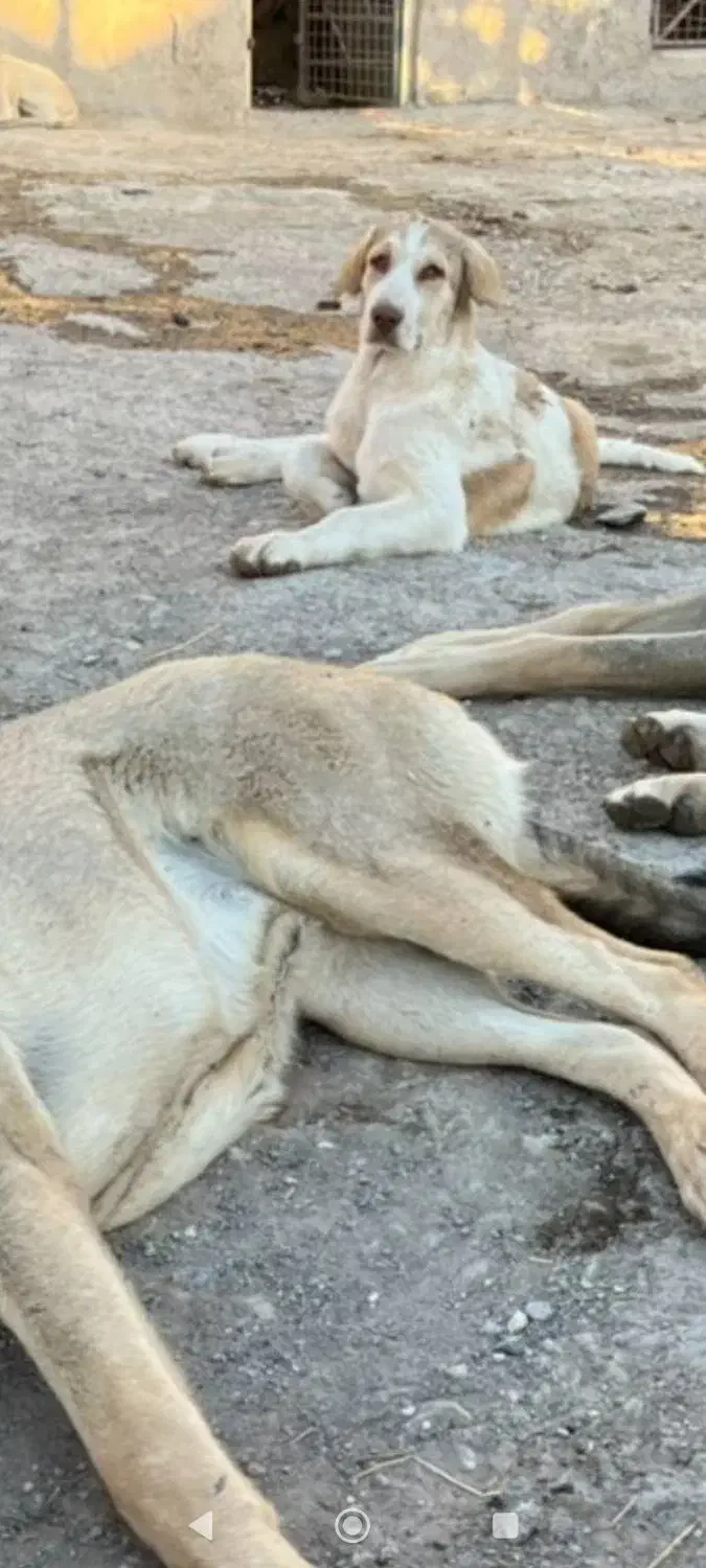 واگذاری|سگ|اردبیل, |دیوار