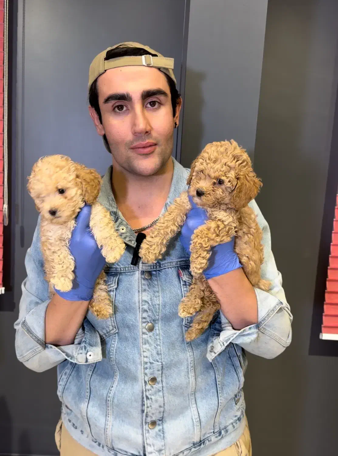 مرکز توله سگ توی پودل های اصیل و درجه یک رد و‌ ..|سگ|تهران, چیتگر شمالی|دیوار