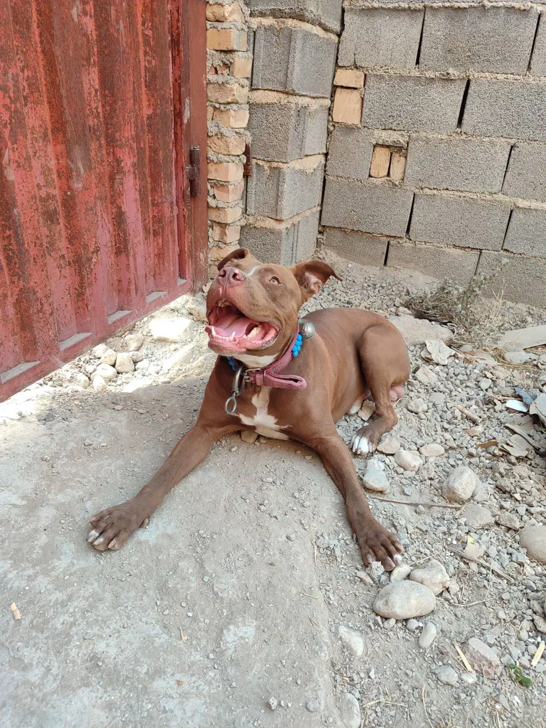 پیت بول نر اصیل، 13 ماهه، واکسینه|سگ|رامیان, |دیوار