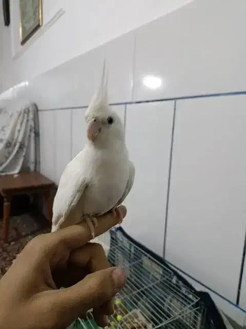 عروس هلندی|پرنده|اردکان, |دیوار