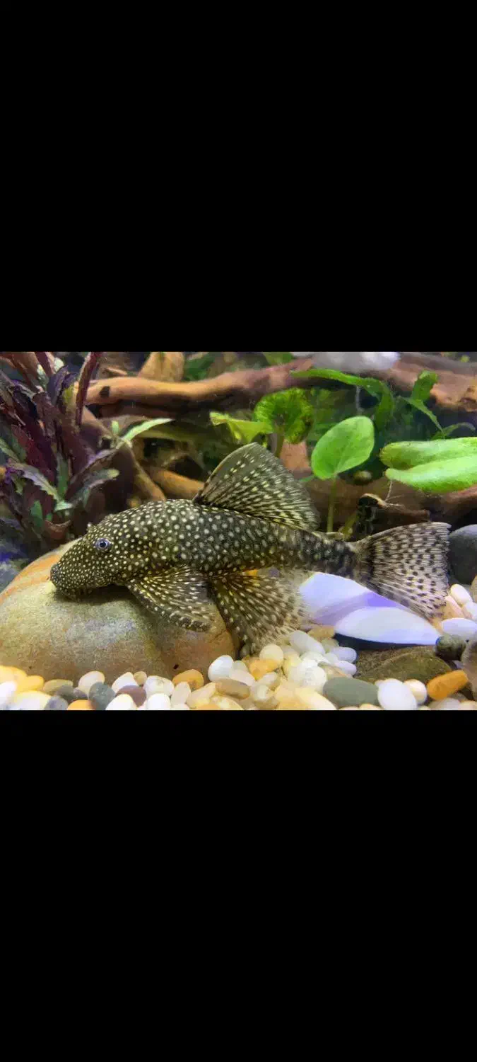 کت پوزه بوته ای مولد نر و ماده|ماهی|اهواز, کیانشهر|دیوار