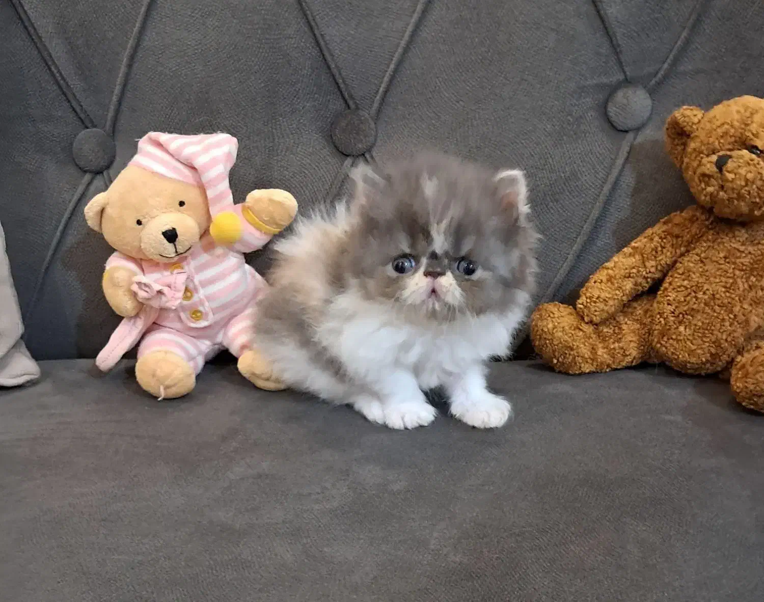 پرشین کالیکو|گربه|رشت, کوی حسینی|دیوار