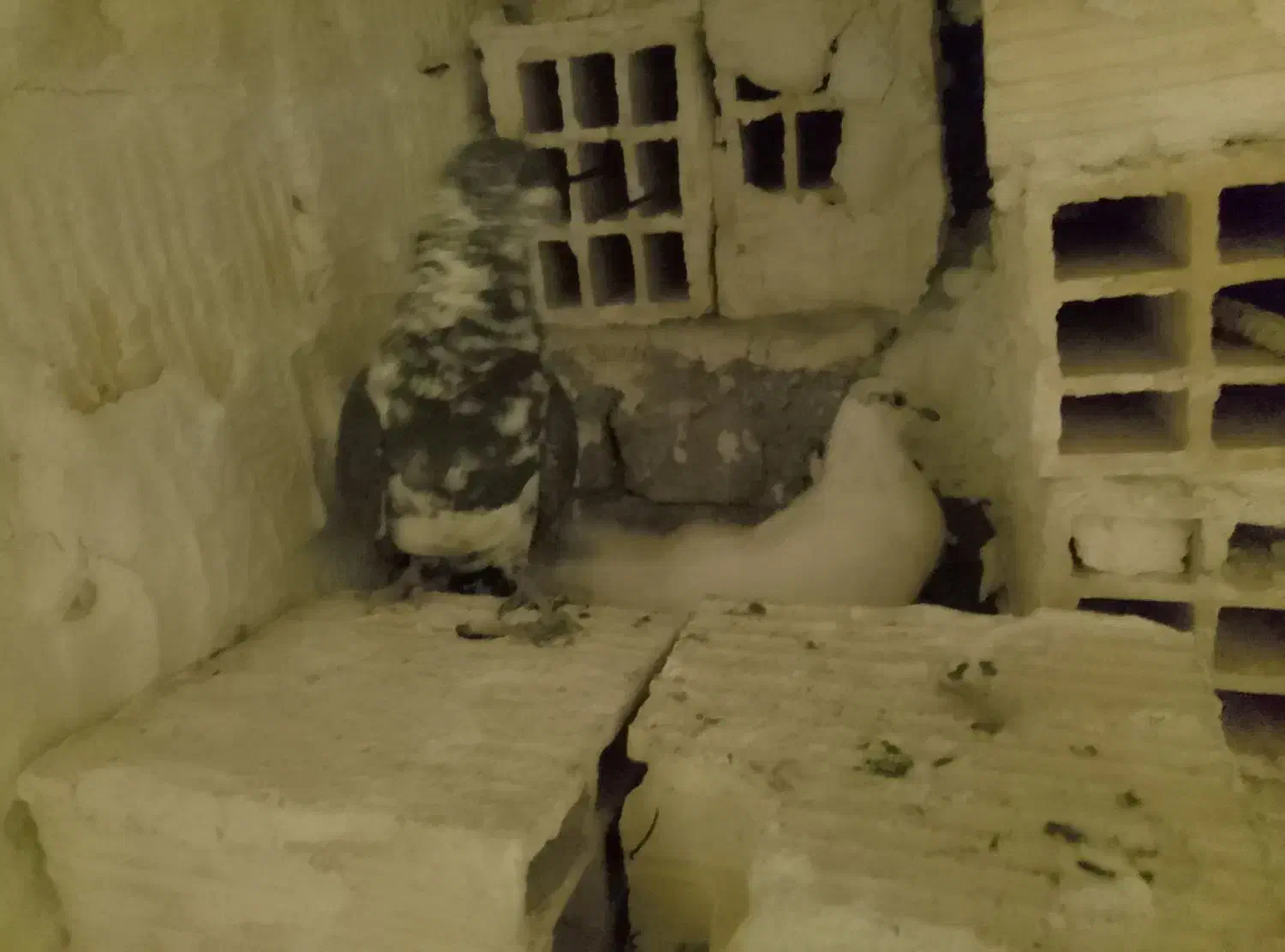 یک جفت کبوتر پرشی|پرنده|اردکان, |دیوار