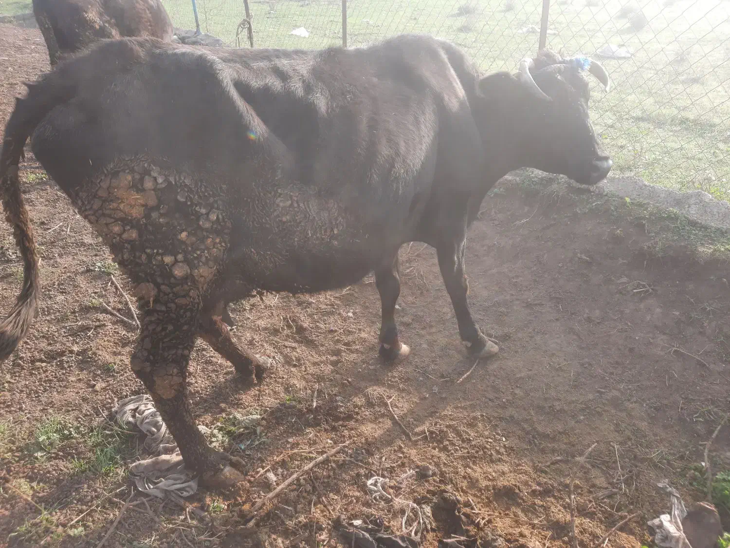 گاو حامله|حیوانات مزرعه|توتکابن, |دیوار