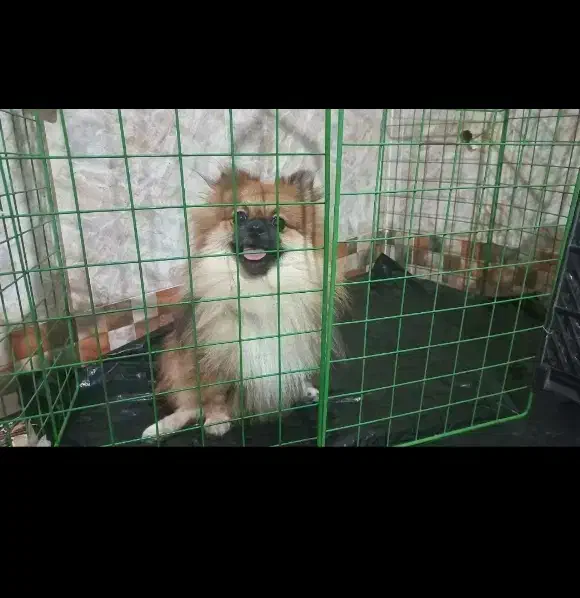 سگ گمشده|حیوانات|گرگان, |دیوار