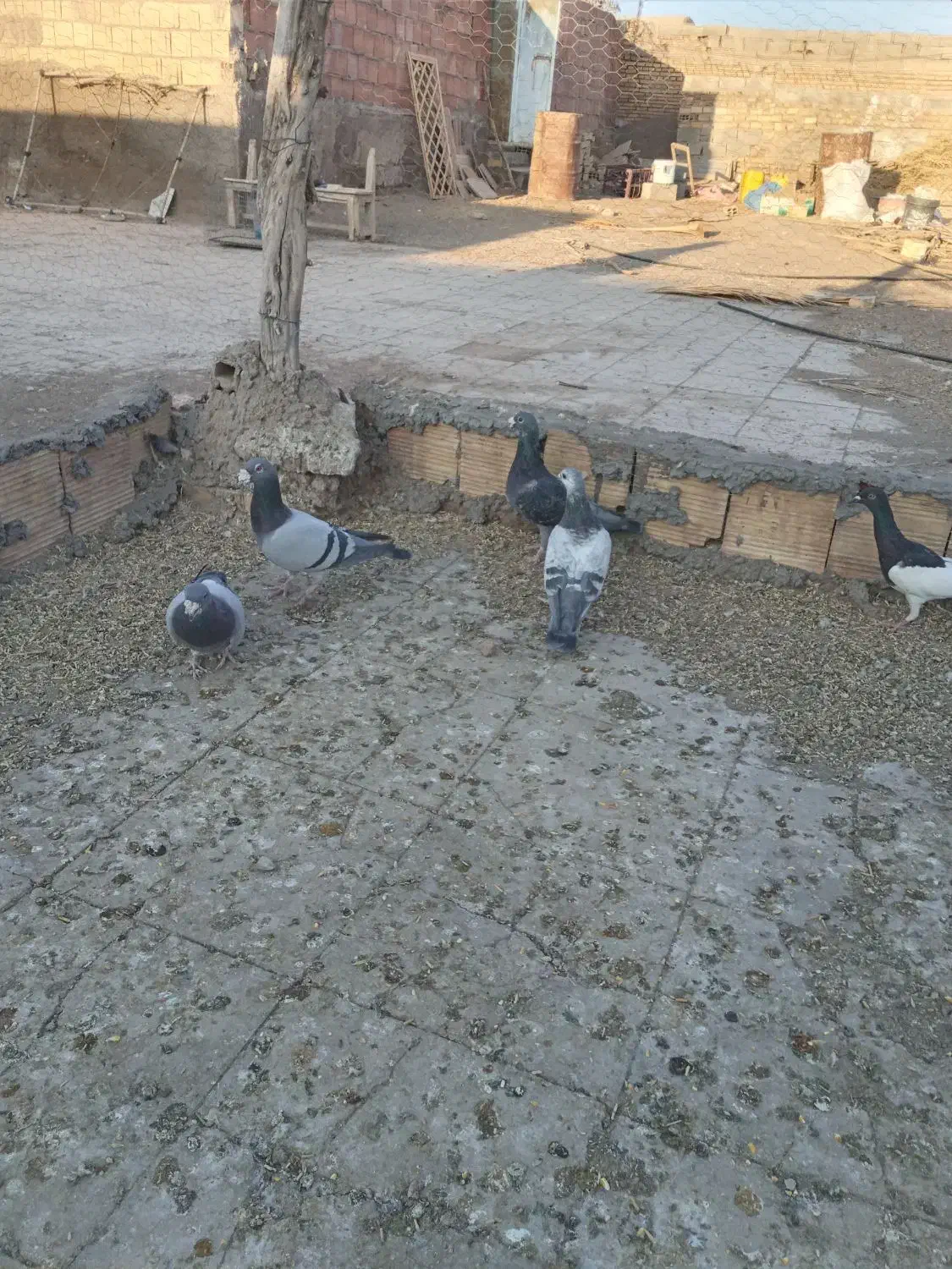 ۸عددکبوترپلاکی ویه جفت سینه داربایهودی فقط تماس|پرنده|رفسنجان, |دیوار