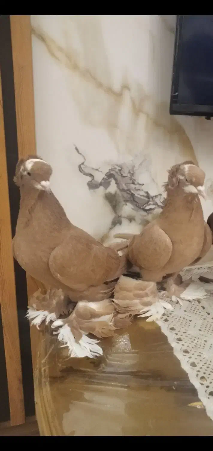 کبوتر|پرنده|تبریز, |دیوار