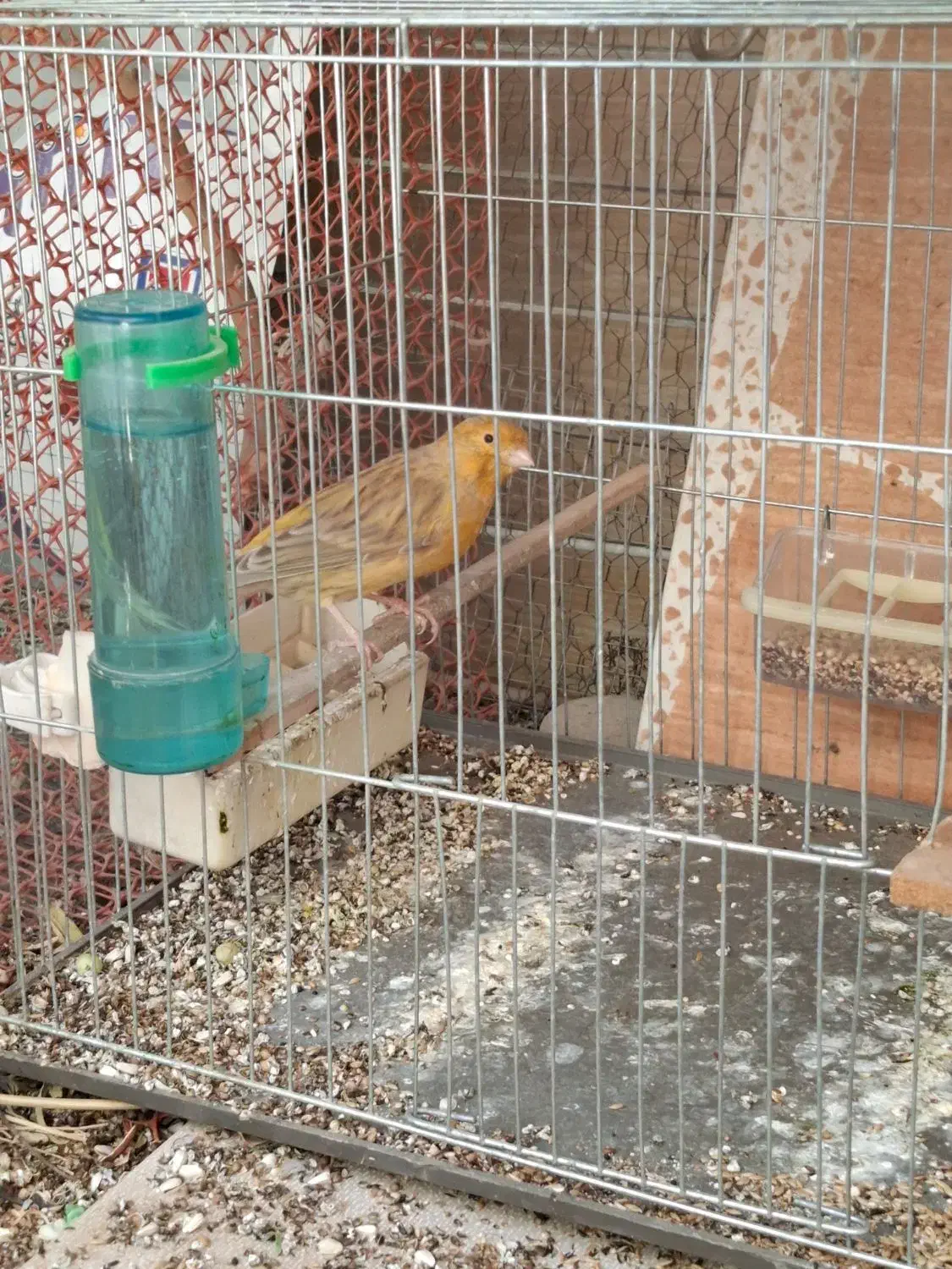 پرنده سهره قناری گلبسر نر|پرنده|رباطکریم, رباطکریم|دیوار