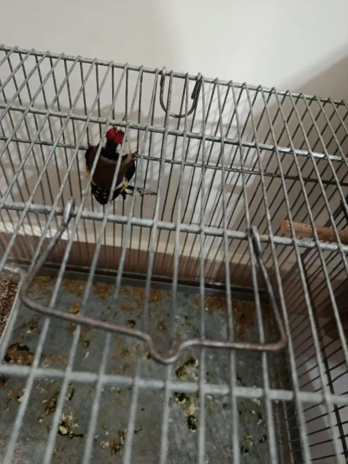 سهره نر|پرنده|محمدیه-قزوین, |دیوار