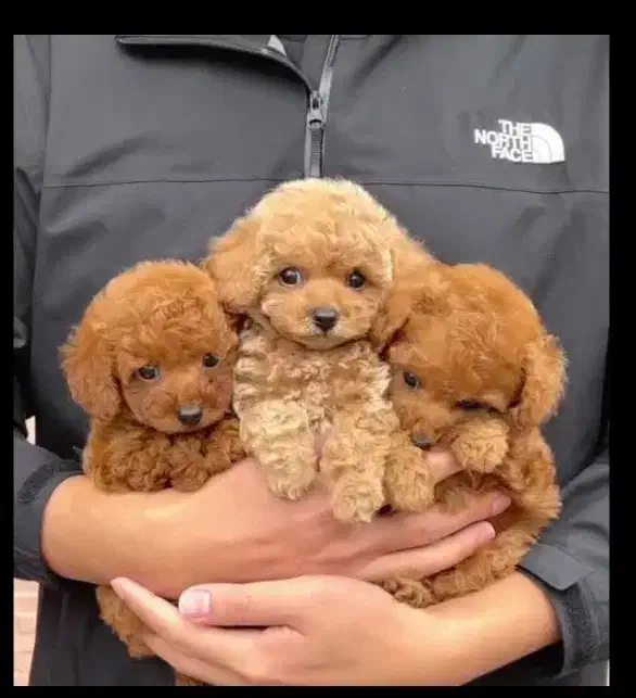 سگ مینیاتوری توی تاینی پودل اصیل کیفیت فضایی|سگ|مشهد, اقبال|دیوار