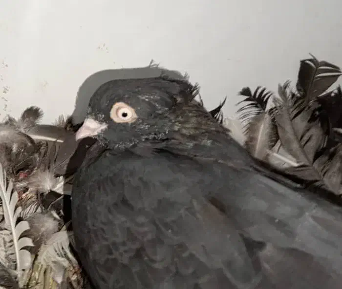 کبوتر سیاه چشم نوک|پرنده|شهرضا, |دیوار