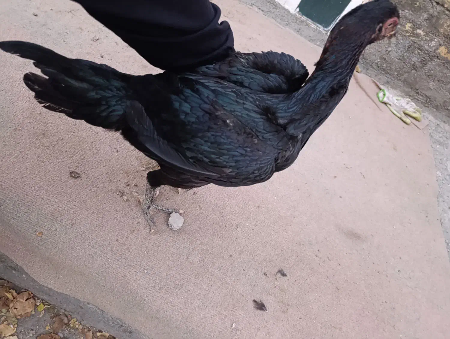 مرغ لاری|حیوانات مزرعه|نقده, |دیوار