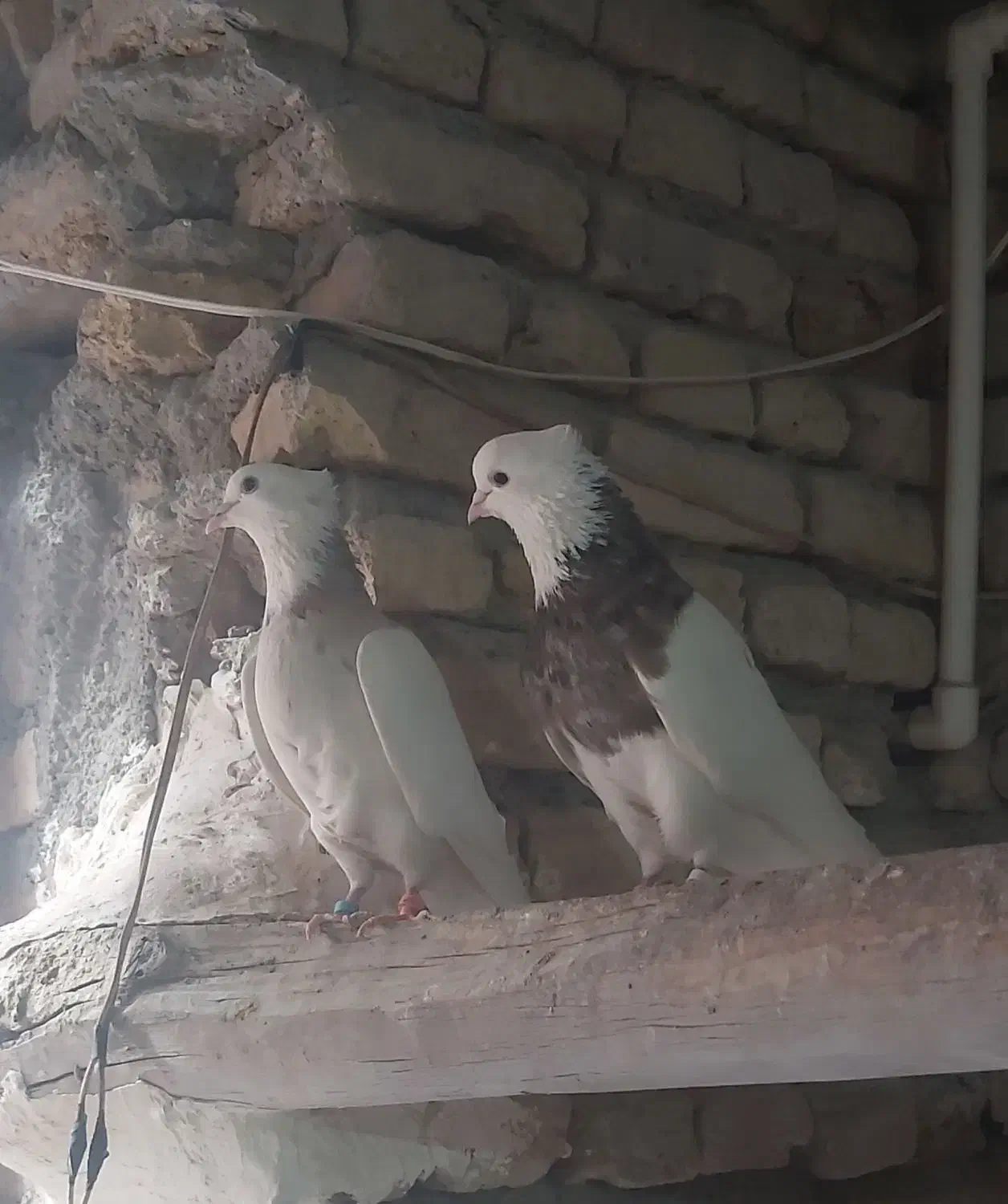 طوقی|پرنده|خمینی‌شهر, |دیوار