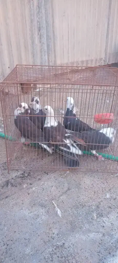 کفتر جون )اگهی را بخونید لطفا(|پرنده|یزد, |دیوار