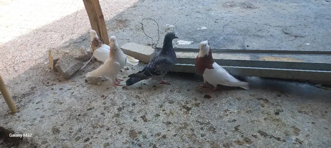 کبوتر|پرنده|دره شهر, |دیوار