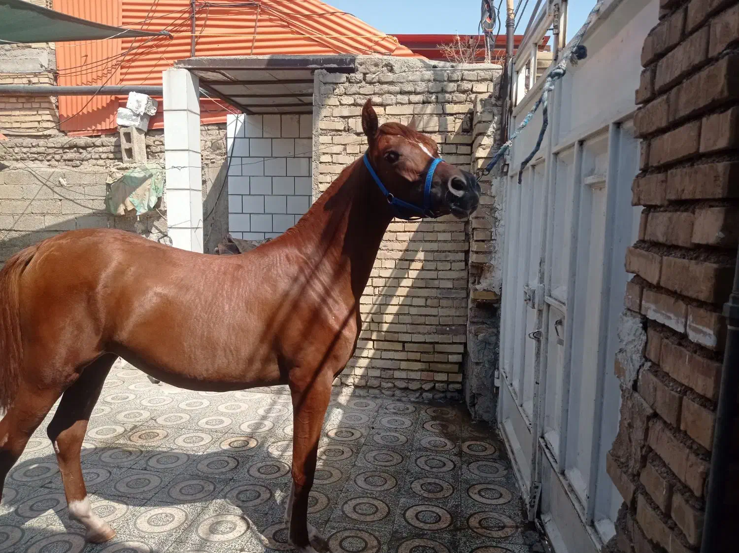 کره مادیون یکسر|اسب و تجهیزات اسب‌سواری|شوش, |دیوار